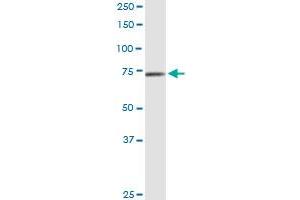 CAPN9 monoclonal antibody (M02), clone 3A6. (Calpain 9 Antikörper  (AA 591-690))