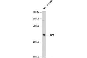 Western blot analysis of extracts of Mouse brain using HRAS Polyclonal Antibody at dilution of 1:3000. (HRAS Antikörper)
