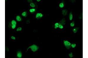 Anti-ERCC4 mouse monoclonal antibody (ABIN2454883) immunofluorescent staining of COS7 cells transiently transfected by pCMV6-ENTRY ERCC4 (RC223300). (ERCC4 Antikörper)