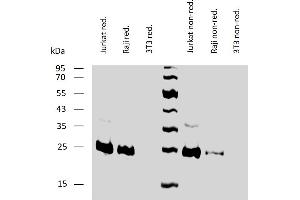 Western blotting analysis of human BCL2 using mouse monoclonal antibody Bcl-2/100 on lysates of Jurkat and Raji cells, and 3T3 cells (negative control) under reducing and non-reducing conditions. (Bcl-2 Antikörper  (AA 41-54))