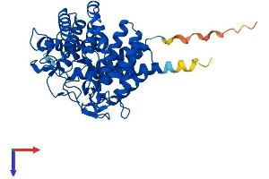 RENBP Protein (AA 1-427) (His tag)