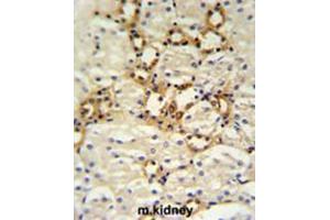 BSND Antibody (C-term) IHC analysis in formalin fixed and paraffin embedded mouse kidney tissue followed by peroxidase conjugation of the secondary antibody and DAB staining. (BSND Antikörper  (C-Term))