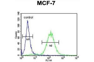 CES2 Antibody (Center) flow cytometric analysis of MCF-7 cells (right histogram) compared to a negative control cell (left histogram). (CES2 Antikörper  (Middle Region))