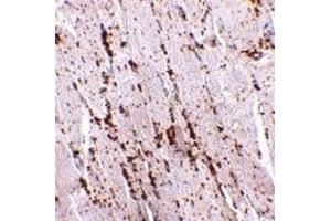 Immunohistochemistry (IHC) image for anti-Scavenger Receptor Class B, Member 2 (SCARB2) (Middle Region) antibody (ABIN1030987) (SCARB2 Antikörper  (Middle Region))