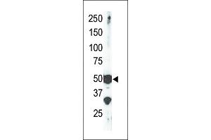 The anti-SET9 Pab (ABIN387997 and ABIN2845289) is used in Western blot to detect SET9 in mouse brain tissue lysate. (SETD7 Antikörper  (AA 159-189))