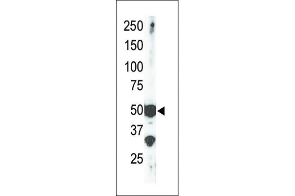 SETD7 antibody  (AA 159-189)