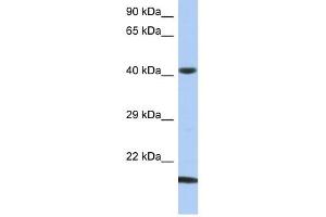 SEC14L4 antibody used at 1 ug/ml to detect target protein. (SEC14L4 Antikörper)