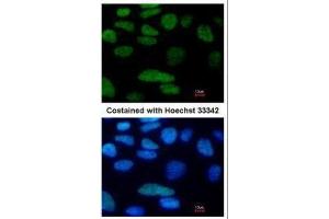 ICC/IF Image Immunofluorescence analysis of paraformaldehyde-fixed Human ESC, using Oct4, antibody at 1:80 dilution. (OCT4 Antikörper)