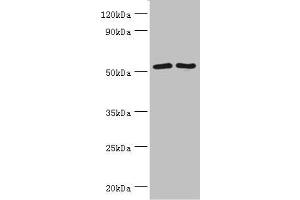 Western blot All lanes: Suppressor of fused homolog antibody at 4 μg/mL Lane 1: HepG2 whole cell lysate Lane 2: Hela whole cell lysate Lane 3: Mouse kidney tissue Secondary Goat polyclonal to rabbit IgG at 1/10000 dilution Predicted band size: 54, 48, 53 kDa Observed band size: 54 kDa
