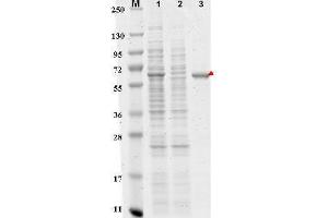 SDS-PAGE of Anti-DYKDDDDK  Affinity Gel. (DYKDDDDK Tag Antikörper  (Agarose Beads))