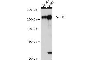 Western blot analysis of extracts of various cell lines, using SCRIB antibody (ABIN7270164) at 1:1000 dilution. (SCRIB Antikörper)