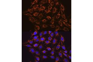 Immunofluorescence analysis of C6 cells using IDH2 Rabbit mAb (ABIN7268028) at dilution of 1:100 (40x lens). (IDH2 Antikörper)