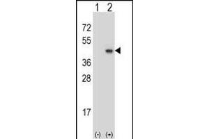 Western blot analysis of SYP (arrow) using rabbit polyclonal SYP Antibody (C-term) (ABIN6242563 and ABIN6577334). (Synaptophysin Antikörper  (C-Term))
