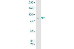 Western Blotting (WB) image for anti-Suppressor of Var1, 3-Like 1 (SUPV3L1) (AA 1-786) antibody (ABIN520625)