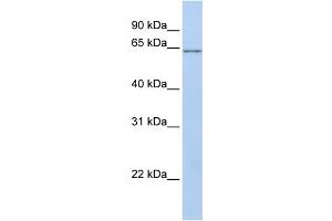 WB Suggested Anti-ANGPTL2 Antibody Titration: 0. (ANGPTL2 Antikörper  (N-Term))