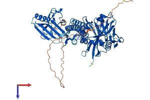 PARP2 Protein (AA 1-559) (His tag)