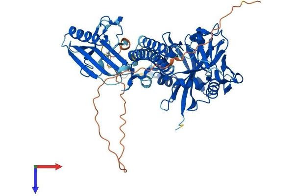 PARP2 Protein (AA 1-559) (His tag)