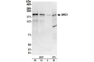 Western Blotting (WB) image for anti-Nuclear Receptor Coactivator 1 (NCOA1) (C-Term) antibody (ABIN7449827)