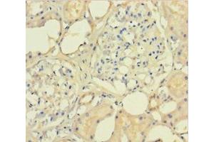 Immunohistochemistry of paraffin-embedded human kidney tissue using ABIN7171066 at dilution of 1:100