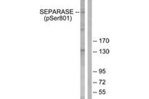 Western blot analysis of extracts from 293 cells treated with EGF 200ng/ml 30', using SEPARASE (Phospho-Ser801) Antibody.