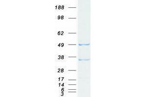 Validation with Western Blot (TRAF3 Protein (Transcript Variant 3) (Myc-DYKDDDDK Tag))