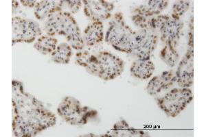 Immunoperoxidase of monoclonal antibody to CLK3 on formalin-fixed paraffin-embedded human placenta. (CLK3 Antikörper  (AA 36-136))