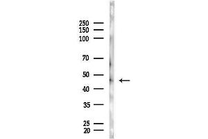anti-Sp7 Transcription Factor (SP7) (C-Term) antibody