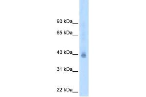 WB Suggested Antibody Titration:  2. (NR2F2 Antikörper  (N-Term))