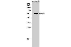 Western Blotting (WB) image for anti-Bone Morphogenetic Protein 7 (BMP7) (Internal Region) antibody (ABIN3183530) (BMP7 Antikörper  (Internal Region))