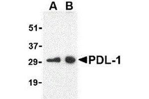 Western Blotting (WB) image for anti-CD274 (PD-L1) (Center) antibody (ABIN2479616) (PD-L1 Antikörper  (Center))