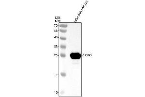 Western blot analysis of NOTO using anti-NOTO antibody (A).