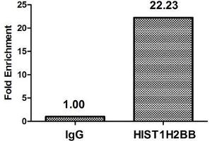 Chromatin Immunoprecipitation Hela (4*10 6 , treated with 30 mM sodium butyrate for 4h) were treated with Micrococcal Nuclease, sonicated, and immunoprecipitated with 8 μg anti-HIST1H2BB (ABIN7139185) or a control normal rabbit IgG. (HIST1H2BB Antikörper  (acLys5))