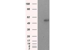 Image no. 2 for anti-Nucleotide Exchange Factor SIL1 (SIL1) antibody (ABIN1496811) (SIL1 Antikörper)