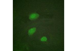 Immunofluorescent analysis of Hela cells using ABIN7181414 at dilution of 1:200 and Alexa Fluor 488-congugated AffiniPure Goat Anti-Rabbit IgG(H+L) (HIRA Antikörper  (pThr555))
