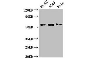 Western Blot Positive WB detected in: HepG2 whole cell lysate, A549 whole cell lysate, Hela whole cell lysate All lanes: NECTIN2 antibody at 3 μg/mL Secondary Goat polyclonal to rabbit IgG at 1/50000 dilution Predicted band size: 58, 52 kDa Observed band size: 58 kDa (PVRL2 Antikörper  (AA 32-360))