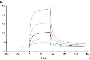 Surface Plasmon Resonance (SPR) image for Leukocyte Immunoglobulin-Like Receptor, Subfamily B (With TM and ITIM Domains), Member 1 (LILRB1) (AA 17-456) protein (His tag) (ABIN7275156)