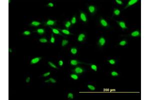 Immunofluorescence of purified MaxPab antibody to WISP1 on HeLa cell. (WISP1 Antikörper  (AA 1-280))