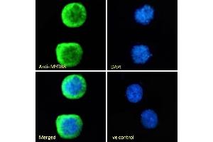 Immunofluorescence (IF) image for anti-Myeloid Differentiation Primary Response Gene (88) (MYD88) (Internal Region) antibody (ABIN185362)