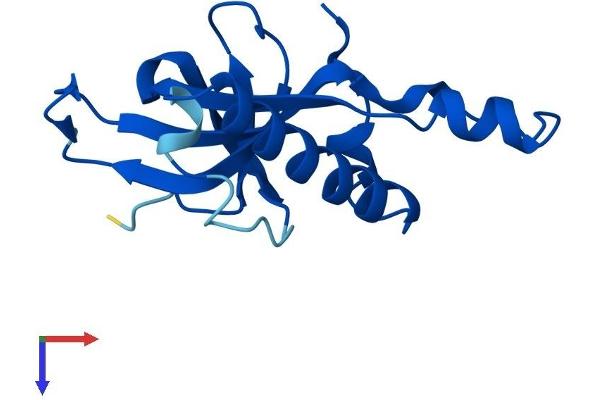 RPL27 Protein (AA 1-136) (His tag)