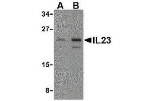 Western Blotting (WB) image for anti-Interleukin 23 (IL23) (N-Term) antibody (ABIN2474991)