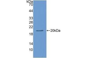 Leptin Antikörper  (AA 22-167)