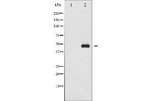 Western blot analysis of GATA1 phosphorylation expression in EPO treated COS7 whole cell lysates,The lane on the left is treated with the antigen-specific peptide. (GATA1 Antikörper  (pSer310))