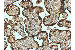 ABIN2564364 (4µg/ml) staining of paraffin embedded Human Placenta. (PAI1 Antikörper  (Internal Region))