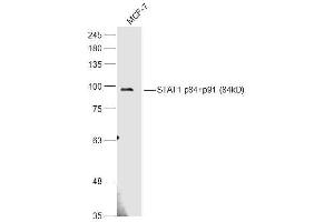 MCF-7 lysates probed with STAT1 p84+p91 Polyclonal Antibody, Unconjugated  at 1:500 dilution and 4˚C overnight incubation.