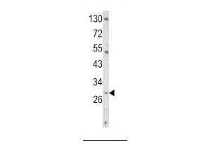 Western blot analysis of TR Antibody (C-term) 6545b in K562 cell line lysates (35 μg/lane). (CD40 Ligand Antikörper  (C-Term))