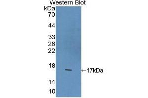 Western Blotting (WB) image for anti-Brain-Derived Neurotrophic Factor (BDNF) (AA 117-248) antibody (ABIN3209744) (BDNF Antikörper  (AA 117-248))