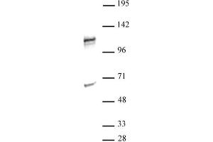 NFATC2 antibody (pAb) tested by Western blot.