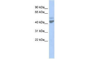 WB Suggested Anti-LGICZ1 Antibody Titration:  0.