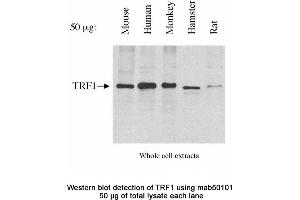 Image no. 2 for anti-Telomeric Repeat Binding Factor (NIMA-Interacting) 1 (TERF1) antibody (ABIN363255) (TRF1 Antikörper)