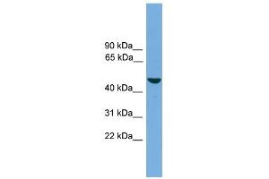 WB Suggested Anti-ZMAT1 Antibody Titration:  0. (ZMAT1 Antikörper  (Middle Region))